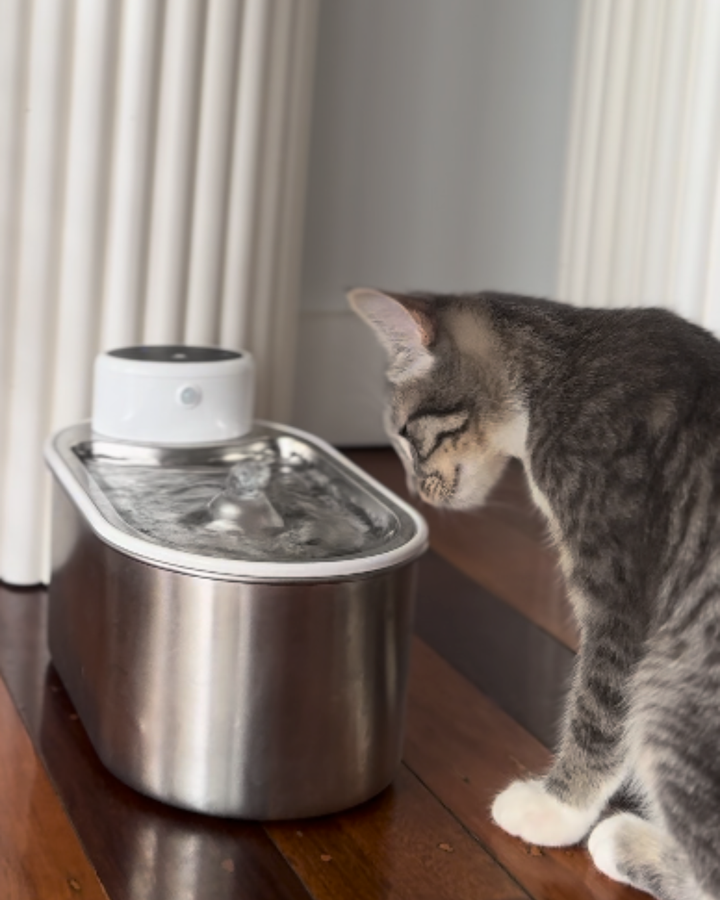 Review by Hurkledoon Kittens